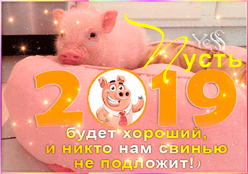 Прикольные открытки с пожеланиями от символа года 2019 свинки